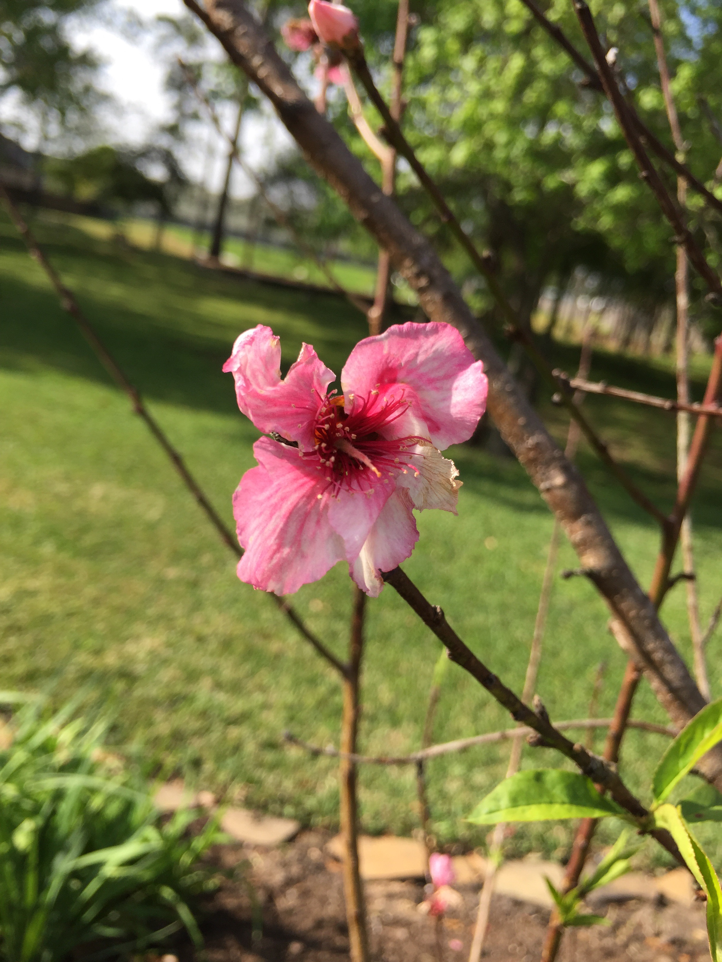 picture of peach blossom