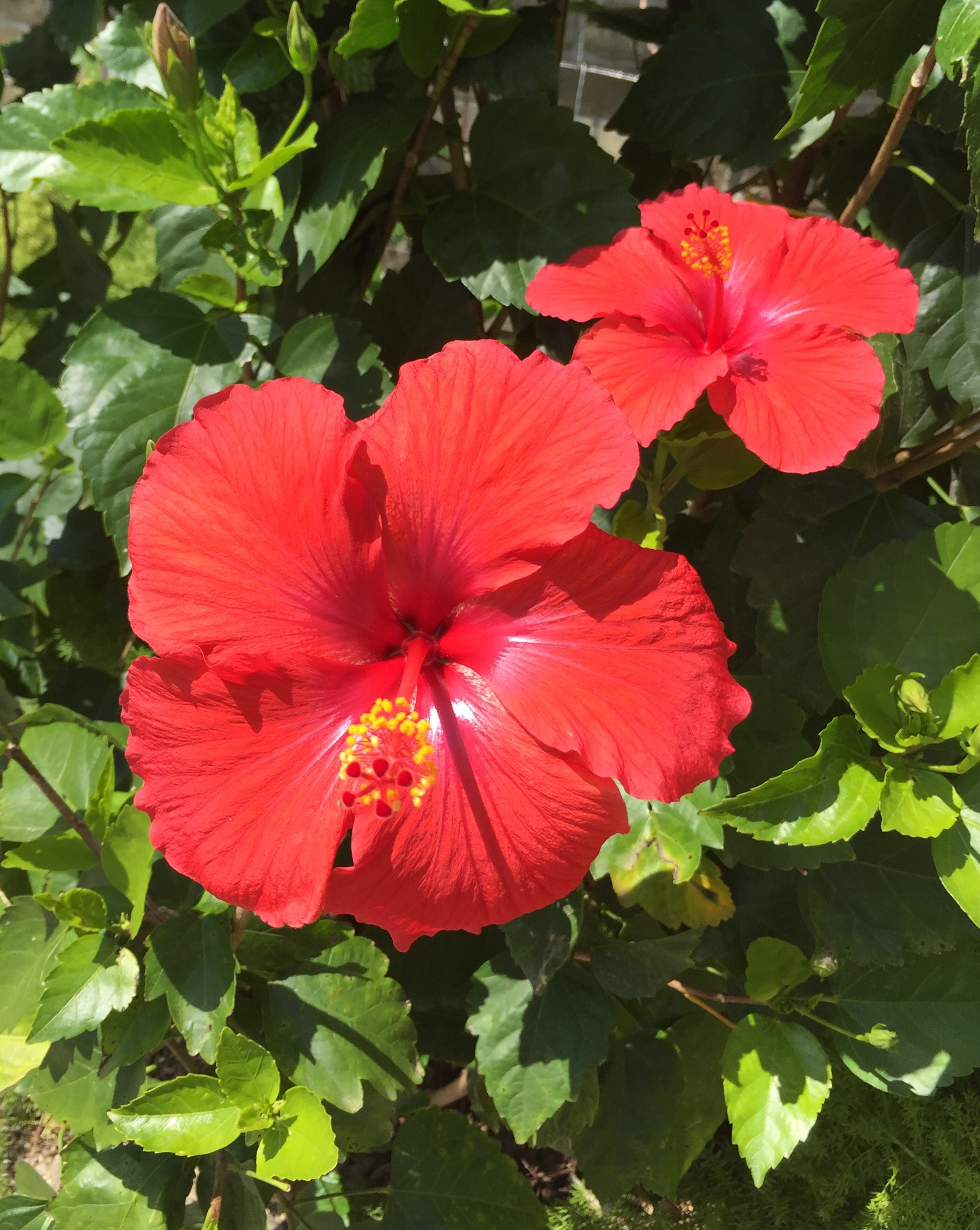 picture of Hibiscus flower