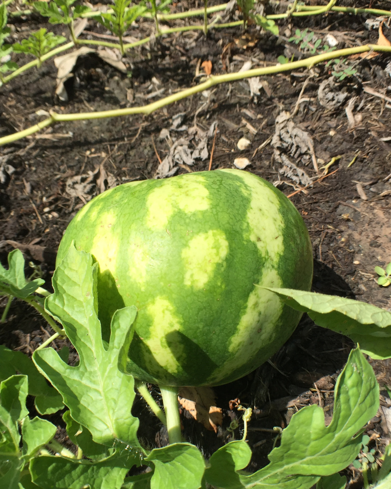 picture of small watermelon