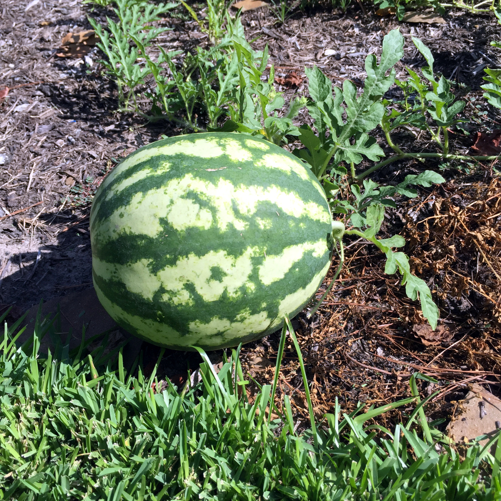 The Unpicked Watermelon